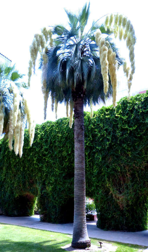 Brahea armata: Mexican Blue Palm