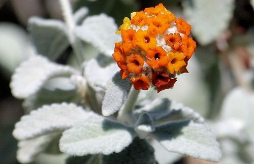 Buddleja marrubiifolia: Woolly Butterfly Bush - flower
