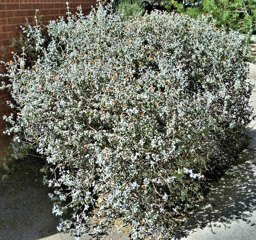 Buddleja marrubiifolia: Woolly Butterfly Bush