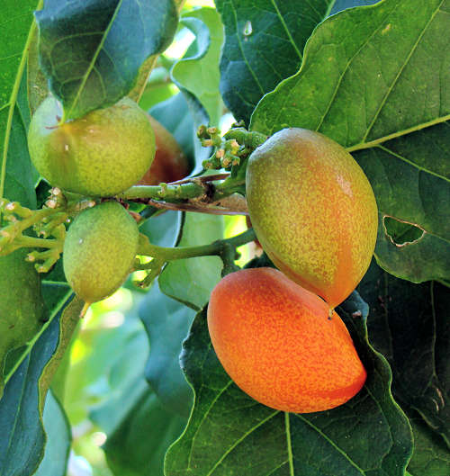 By Asit K. Ghosh Thaumaturgist - Own work, CC BY-SA 3.0, httpscommons.wikimedia.orgwindex.phpcurid-10623068