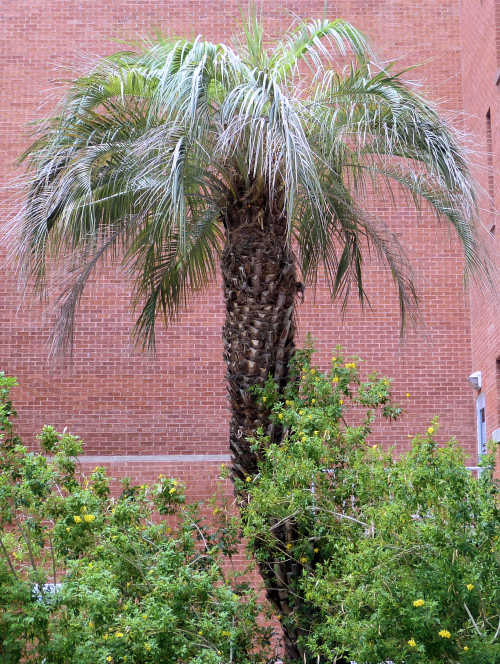 Butia odorata: Pindo Palm
