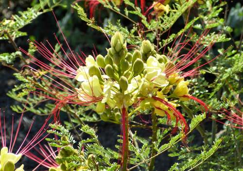 Erythrostemon gilliesii: Bird of Paradise Bush - flower