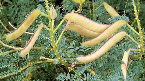 Erythrostemon gilliesii: Bird of Paradise Bush - seed pods