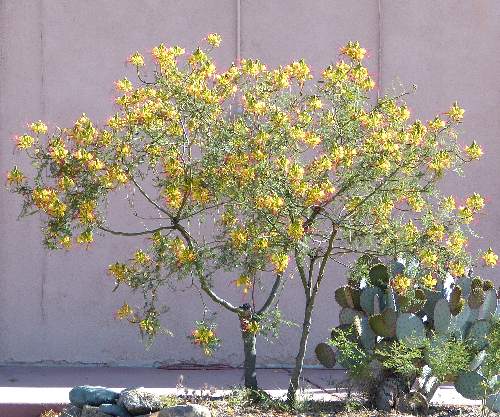 Erythrostemon gilliesii: Bird of Paradise Bush