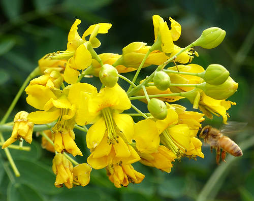 Erythrostemon mexicana: Mexican Bird of Paradise - flowers