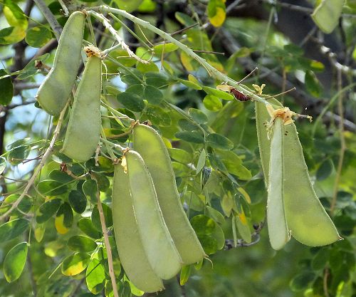 Erythrostemon mexicana: Mexican Bird of Paradise - seed pods