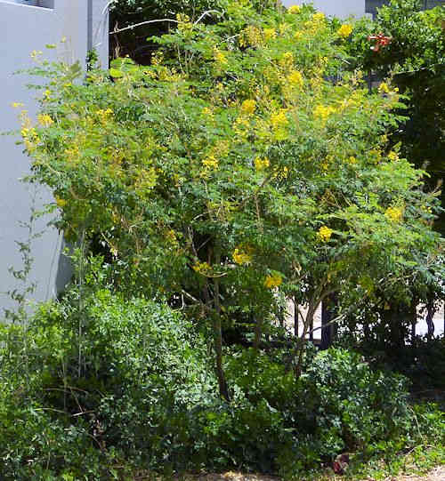 Erythrostemon mexicana: Mexican Bird of Paradise - tree
