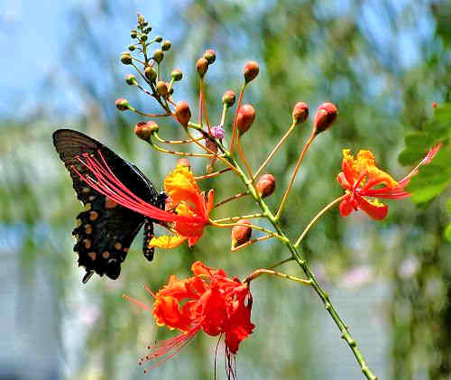 Caesalpinia pulcherrima: Red Bird of Paradise - with butterfly