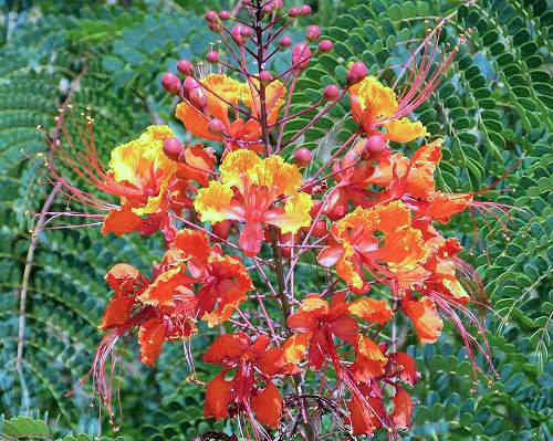 Caesalpinia pulcherrima: Red Bird of Paradise - flower