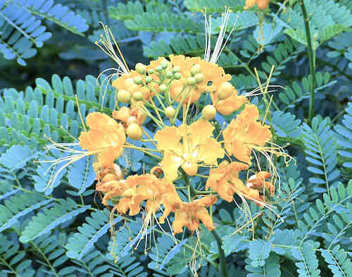 Caesalpinia pulcherrima: Red Bird of Paradise - yellow flower