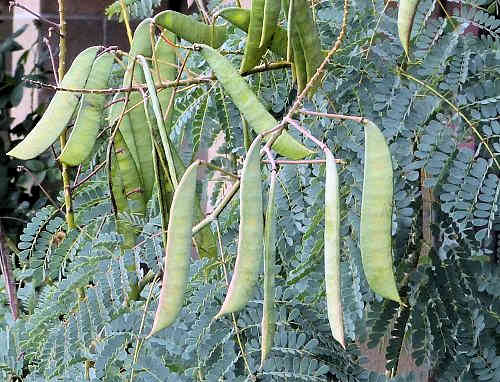 Caesalpinia pulcherrima: Red Bird of Paradise - seed pods