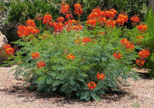 Caesalpinia pulcherrima: Red Bird of Paradise