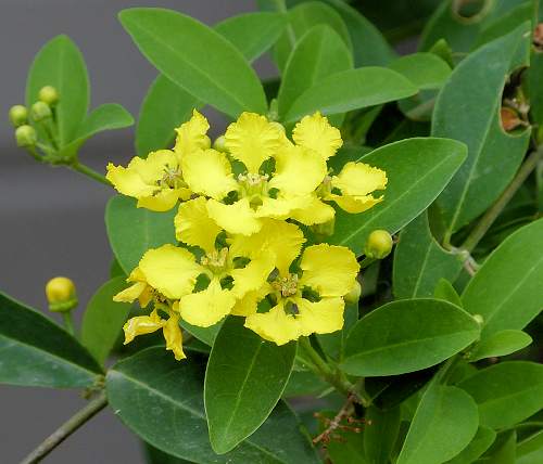 Callaeum macropterum: Hillyhock - flowers