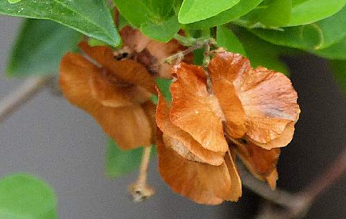 Callaeum macropterum: Hillyhock - ripe seed pods