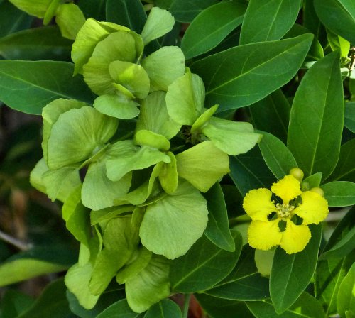 Callaeum macropterum: Hillyhock - green seed pods