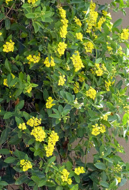 Callaeum macropterum: Hillyhock vine