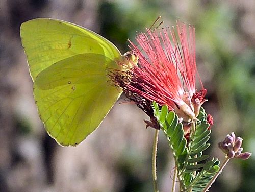 Calliandra californica: Baja Fairy Duster - with butterfly