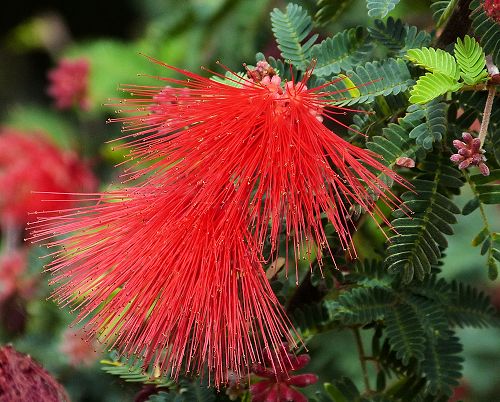 Calliandra californica: Baja Fairy Duster - flowers