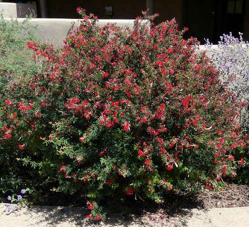 Calliandra californica: Baja Fairy Duster