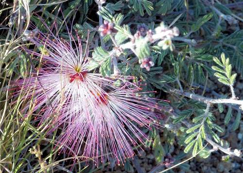 Calliandra eriophylla: Fairyduster - flower