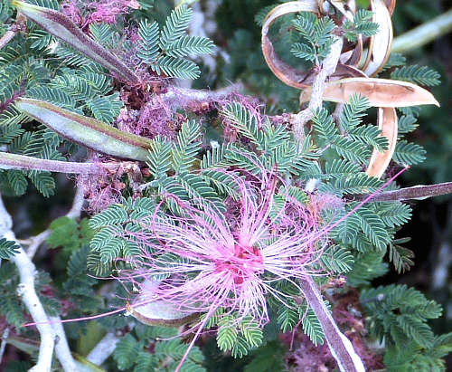 Calliandra eriophylla: Fairyduster - leaves