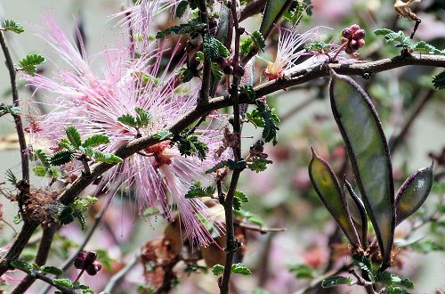Calliandra eriophylla: Fairyduster - seed pods
