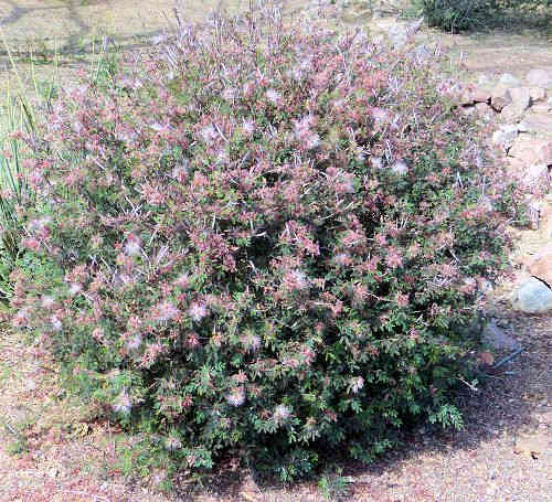 Calliandra eriophylla: Fairyduster
