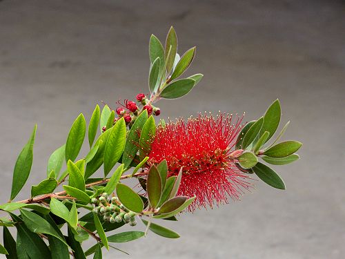 Melaleuca citrina: Crimson Bottlebrush - flower
