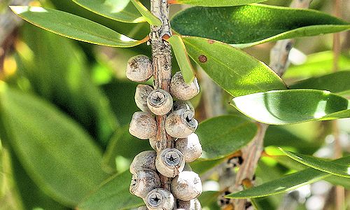 Melaleuca citrina: Crimson Bottlebrush - seed capsules