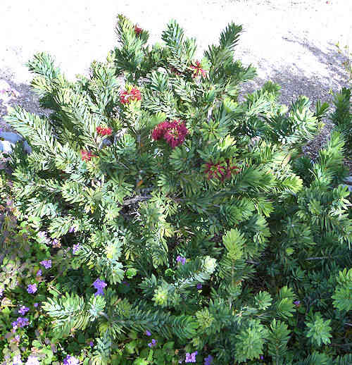 Melaleuca citrina: Crimson Bottlebrush