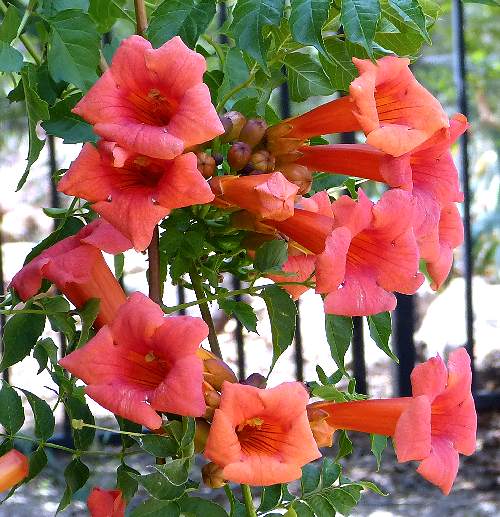 Campsis x tagliabuana: 'Madame Galen' Trumpet Vine