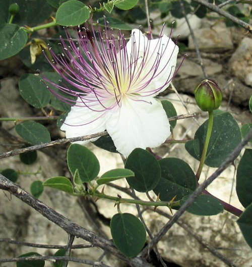 Capparis spinosa, Caper flower