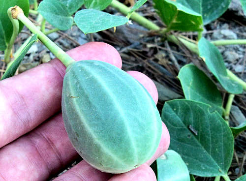 By Daniel Capilla - Own work, CC BY-SA 4.0, httpscommons.wikimedia.orgwindex.phpcurid-50643076