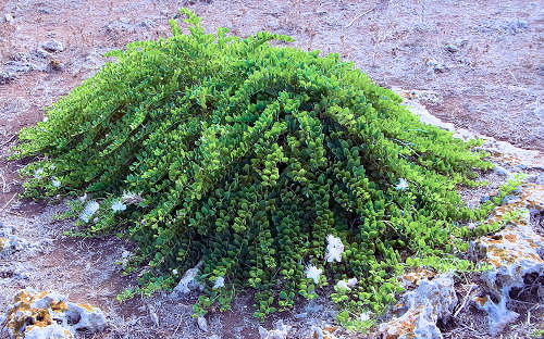 By Donkey shot - Own work, CC BY-SA 3.0, httpscommons.wikimedia.orgwindex.phpcurid-21276009