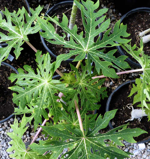Carica papaya leaves