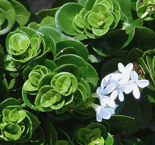Natal Plum: Carissa macrocarpa - flowers