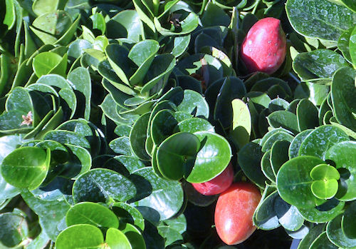 Natal Plum: Carissa macrocarpa - fruit