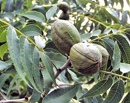 By Brad Haire, University of Georgia, #5007031 at Forestry Images, operated by The Bugwood Network at the University of Georgia and the USDA Forest Service