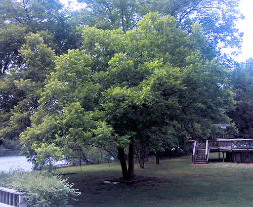 By UserSeqqis - Own work, CC BY-SA 3.0, httpscommons.wikimedia.orgwindex.phpcurid-26486472