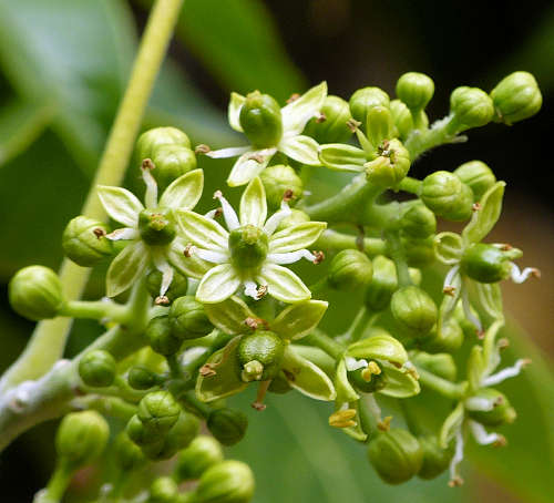 White Sapote: Casimiroa edulis - flowers
