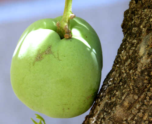 White Sapote: Casimiroa edulis - fruit