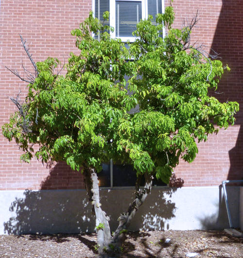White Sapote: Casimiroa edulis