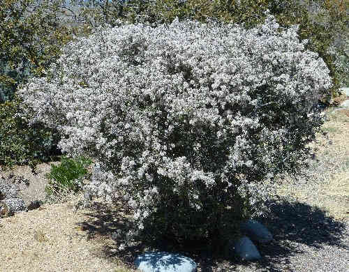Ceanothus greggii: Desert Ceanothus - in bloom