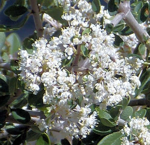 Ceanothus greggii: Desert Ceanothus - flowers