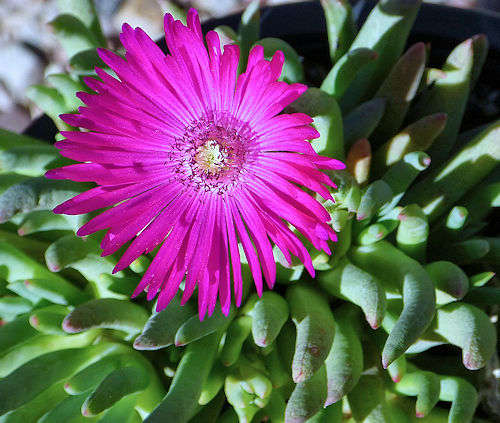 Cephalophyllum alstonii: 'Red Spike' Ice Plant - flower