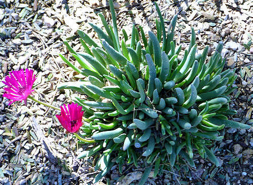 Cephalophyllum alstonii: 'Red Spike' Ice Plant