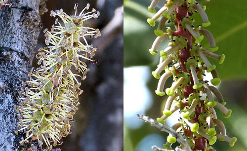 Carob Tree: Ceratonia siliqua flowers male-female