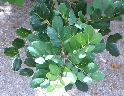 Carob Tree: Ceratonia siliqua - leaves