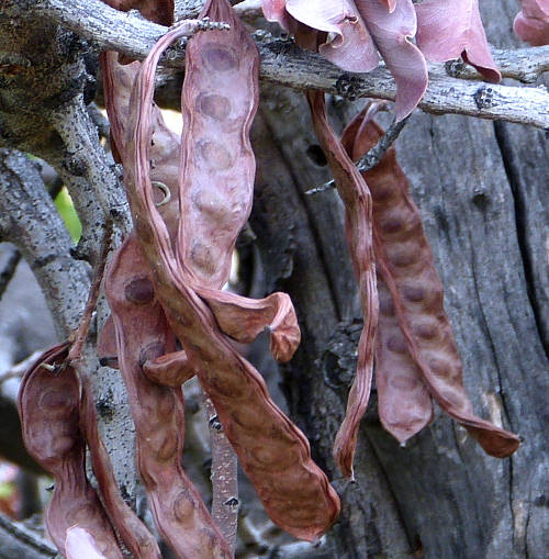 Carob Tree: Ceratonia siliqua - pods