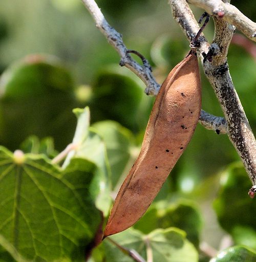 Cercis canadensis subsp. mexicana: Mexican Redbud - seed pods